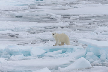 Wild polar bear on pack ice in Arctic sea © Alexey Seafarer