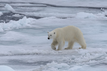 Fototapeta na wymiar Wild polar bear on pack ice in Arctic sea