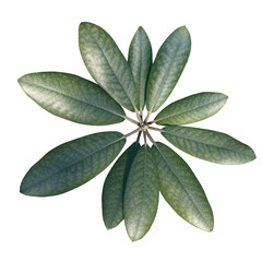Rhododendron green leaves, top view. Closeup. Isolated on white,