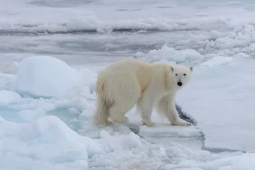 Fotobehang Wild polar bear on pack ice in Arctic sea © Alexey Seafarer
