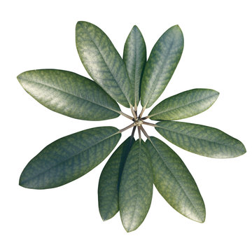 Rhododendron green leaves, top view. Closeup. Isolated on white,