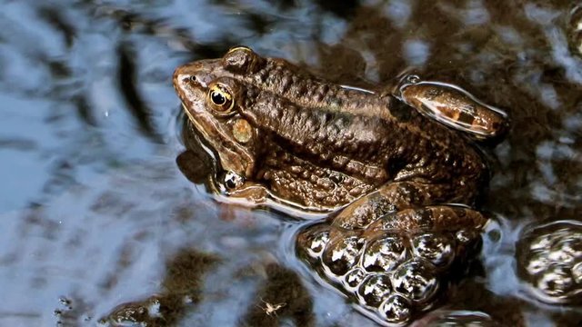 The marsh frog (Pelophylax ridibundus) sitting in water.