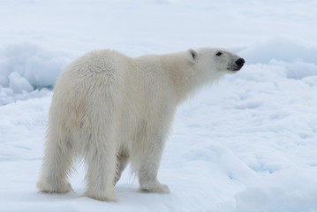 Obraz na płótnie Canvas Wild polar bear on pack ice in Arctic sea close up