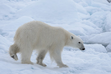 Wild polar bear on pack ice in Arctic sea close up