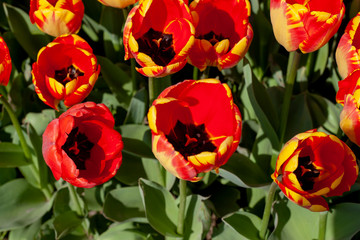  flower nature green yellow