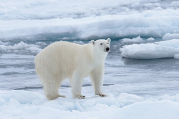 Fototapeta na wymiar Wild polar bear on pack ice in Arctic sea close up