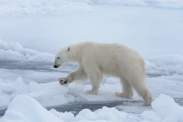 Fotobehang Wild polar bear on pack ice in Arctic sea close up © Alexey Seafarer