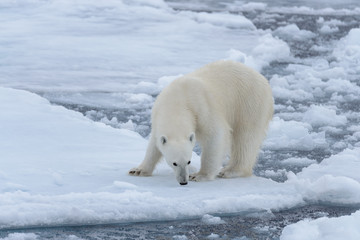 Wild polar bear on pack ice in Arctic sea close up
