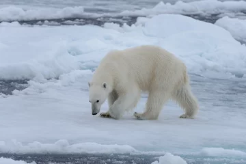 Fotobehang Wilde ijsbeer op pakijs in de Noordelijke IJszee van dichtbij © Alexey Seafarer