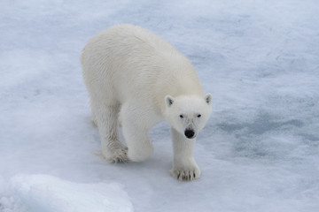 Obraz na płótnie Canvas Polar bear (Ursus maritimus) on the pack ice north of Spitsbergen Island, Svalbard