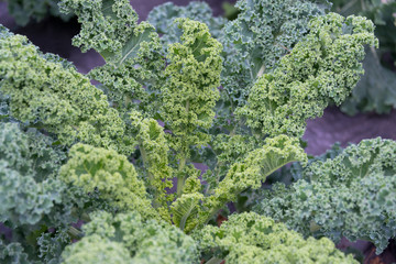 Kale Plant Growing in an Allotment