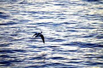 Ente fliegend über das Wasser in Tromsø, Norwegen