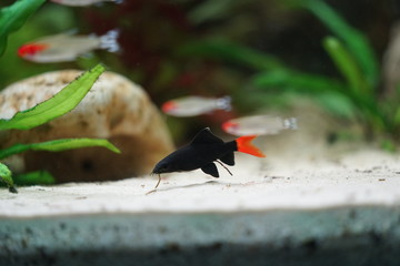 Fish in fishtank