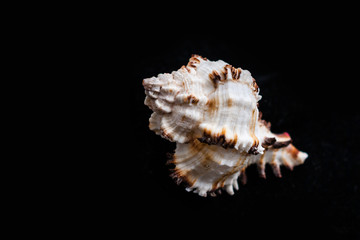 Murex Ramosus. Seashell Comb Venus a dark background.