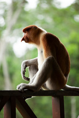 Proboscis Monkeys Borneo