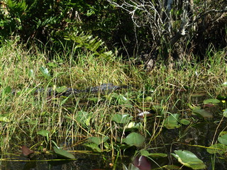 Landschaft Tiere © Timo