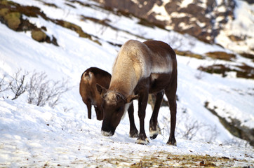 Rentier steht im Schnee in Troms&oslash;, Norwegen