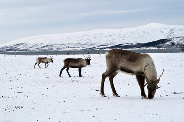 Rentier steht im Schnee in Tromsø, Norwegen