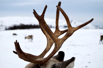 Rentier steht im Schnee in Troms&oslash;, Norwegen