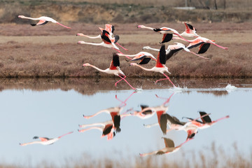 Group of greater pink flamingos and their reflections flying over a lake in Ptelea lagoon, Rodopi, Greece