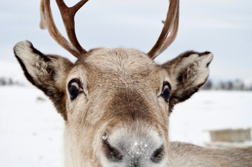 Rentier steht im Schnee in Troms&oslash;, Norwegen