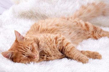 Obraz premium Pet animal; cute cat indoor. Yellow cat.