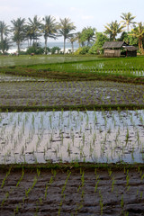 Reisfeld auf Bali, Indonesien