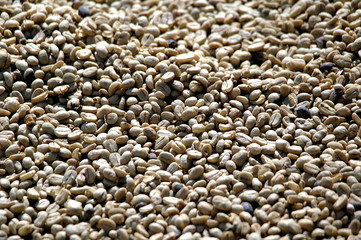 Nahaufnahme von Kaffeebohnen auf Bali, Indonesien