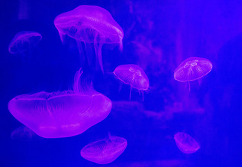 Sea jellyfish underwater, Dubai aquarium, UAE