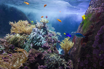 Sea fishes and corals underwater, Dubai aquarium, UAE © Travel Faery