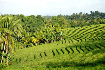 Reisfeld auf Bali, Indonesien