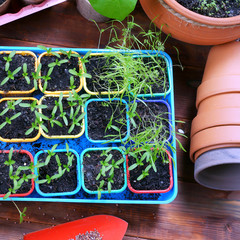 Spring seedling of flowers and herbs