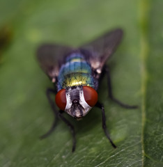 mosca