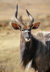 Nyala Männchen