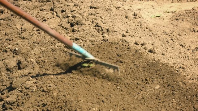 Leveling the soil with a rake. Work on a small farm