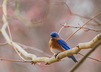 southeast bluebird of happiness
