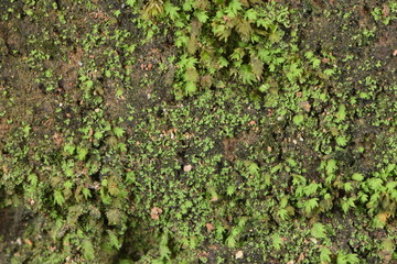 pattern algae