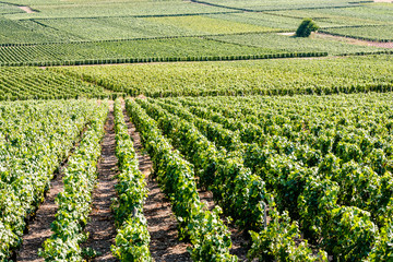 Fototapeta na wymiar View from the hillside over the rows and plots of grapevine in a Champagne vineyard under the warm light of the end of the day.