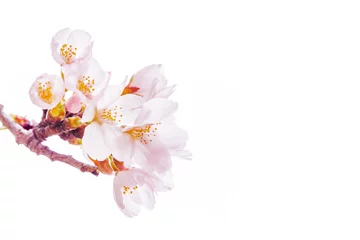 Stickers pour porte Fleur de cerisier Cerisier en pleine floraison