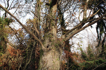 Albero secolare con liane e sottobosco
