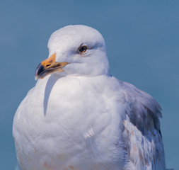 Möwe,Seagull