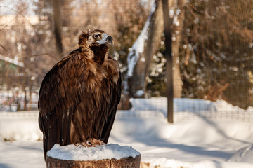 beautiful vultures sit on a stump in the snow