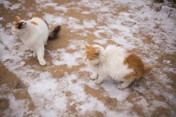 Beautiful cats with unusual colors on the street in winter ask for food. Pets are thrown away. Animal protection. Cats want to eat. Stylish kittens