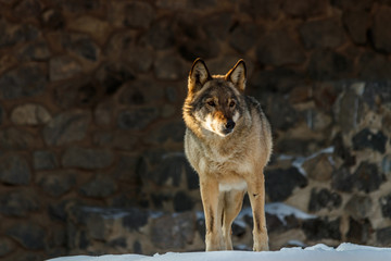 beautiful wolf on a snowy road