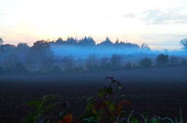 Brouillard du matin