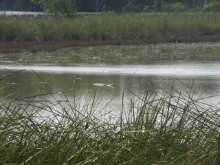 Landschaft Tiere © Timo