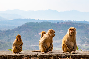 Family of monkeys sitting on the road side and  waiting for a tourist to pass by and give them food.