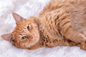 Pet animal; cute cat indoor. Yellow cat.