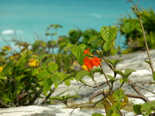 Tiere Blumen Unterwasserwelt  © Timo