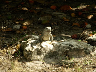 Tiere Blumen Unterwasserwelt  © Timo